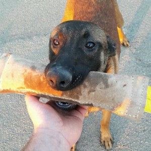 Кожаный жгут для бельгийской овчарки